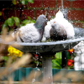 pigeons bird bath